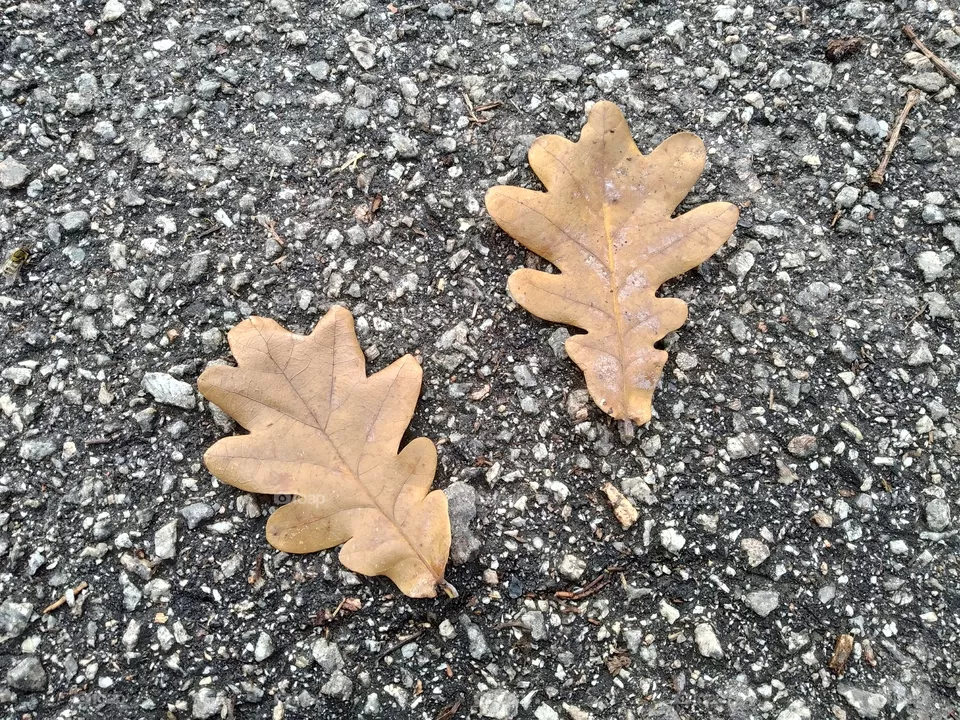 Oak leaf 🍂