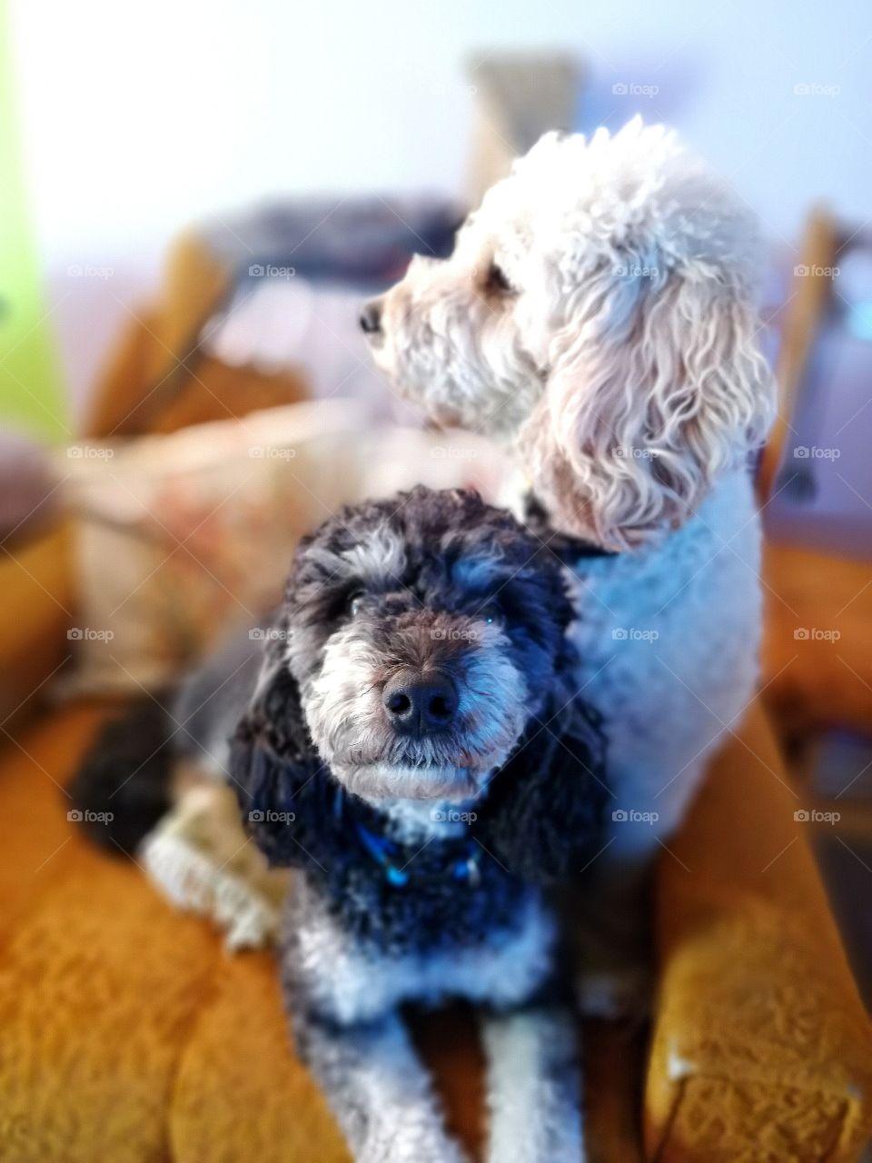 Two cute poodles posing