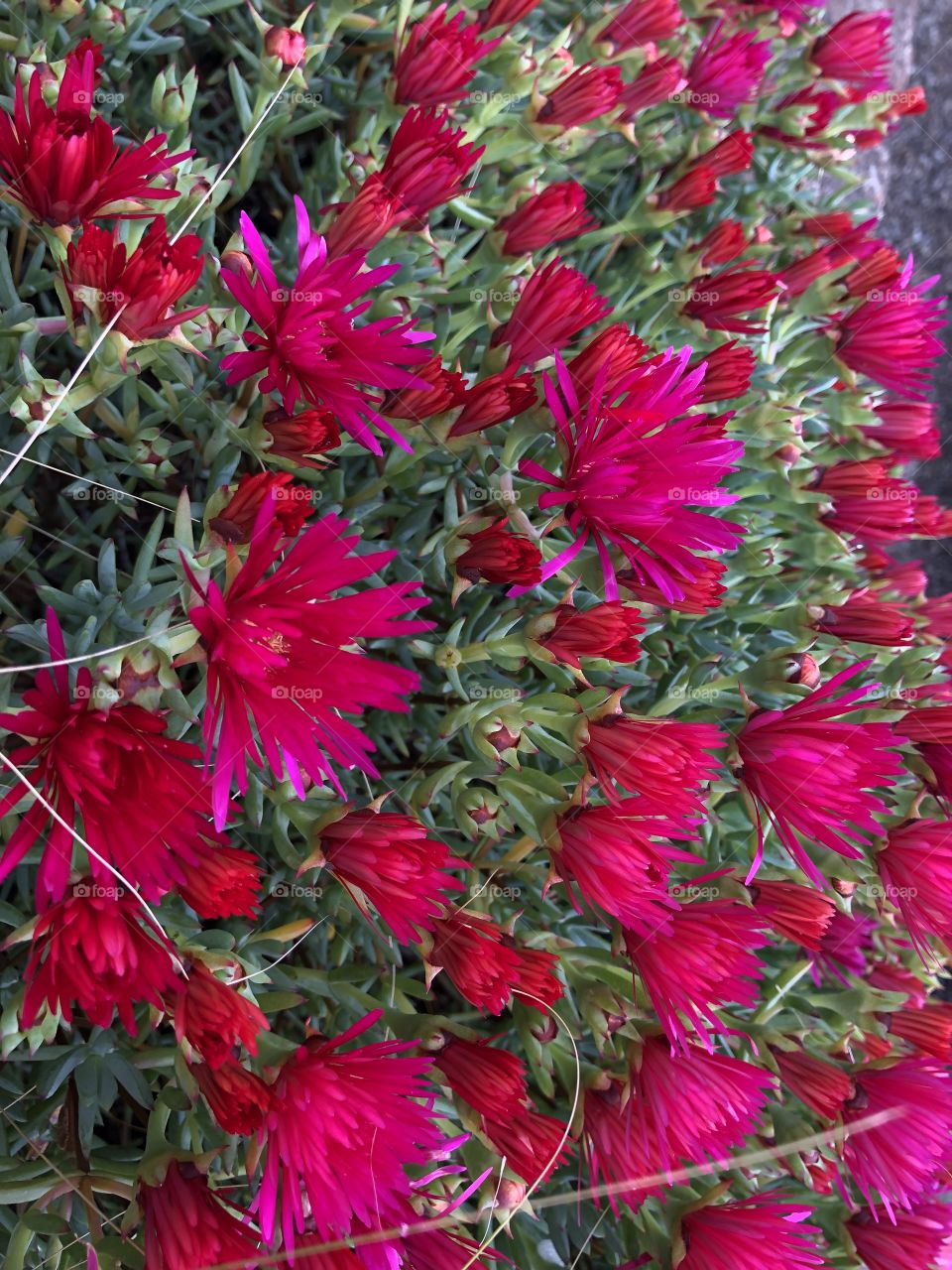 A feel that this crimson beauty just wants to jump out of the page at me.