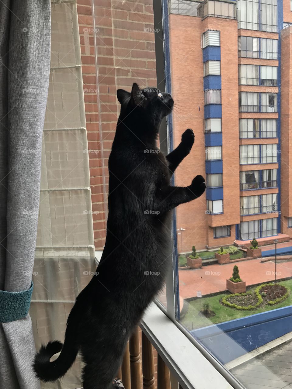 Kitten looking through a window