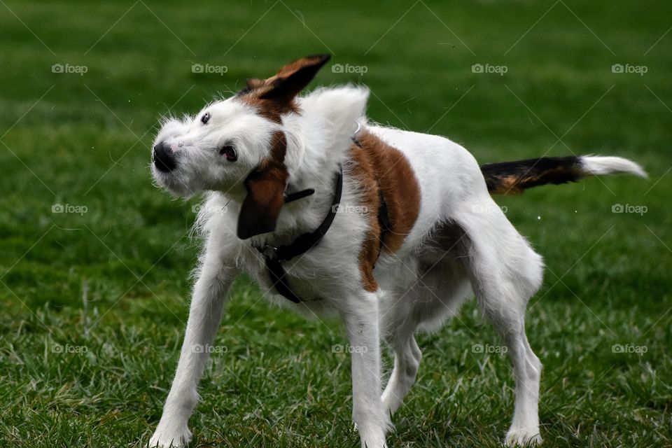 Cute dog shaking off water and hair and dirt in a field of grass 