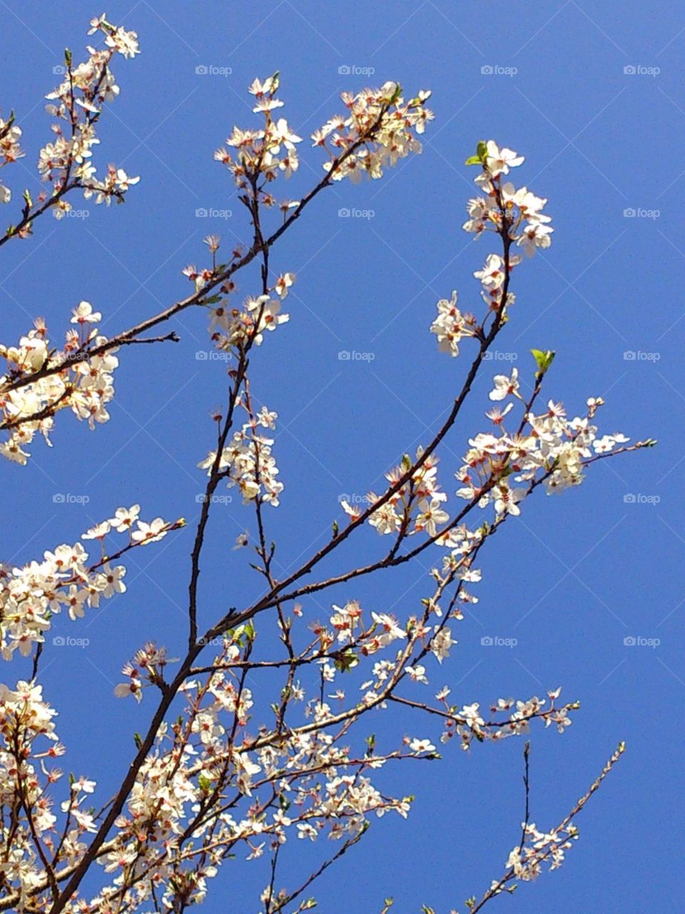 spring flowers bloom tree