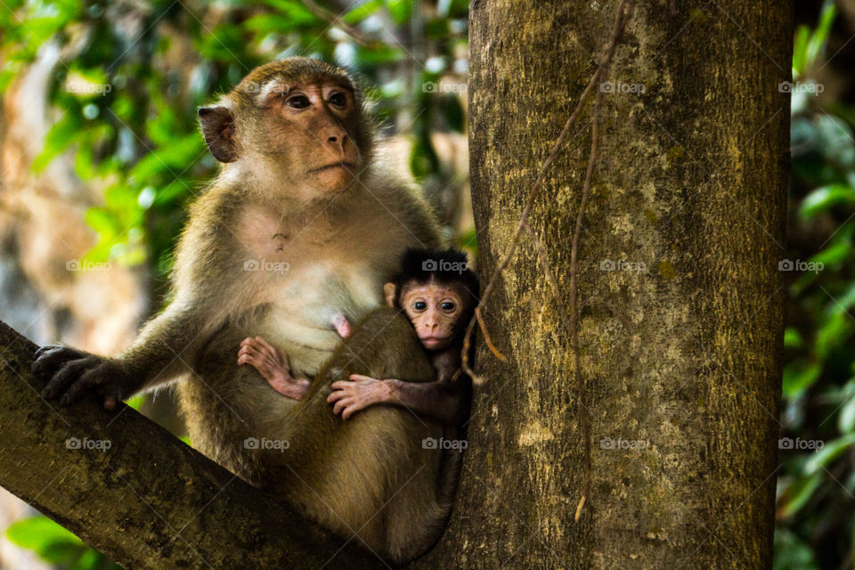 Baby monkey Mom. baby monkey with mom
