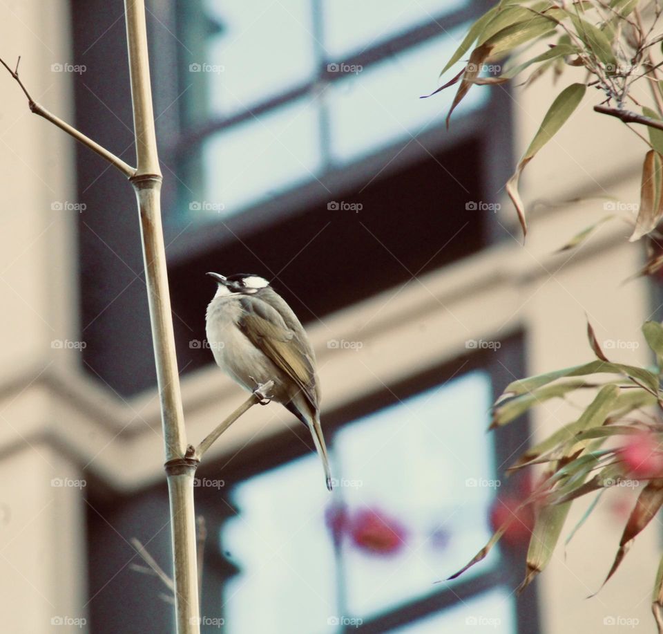 Bird outside the window 