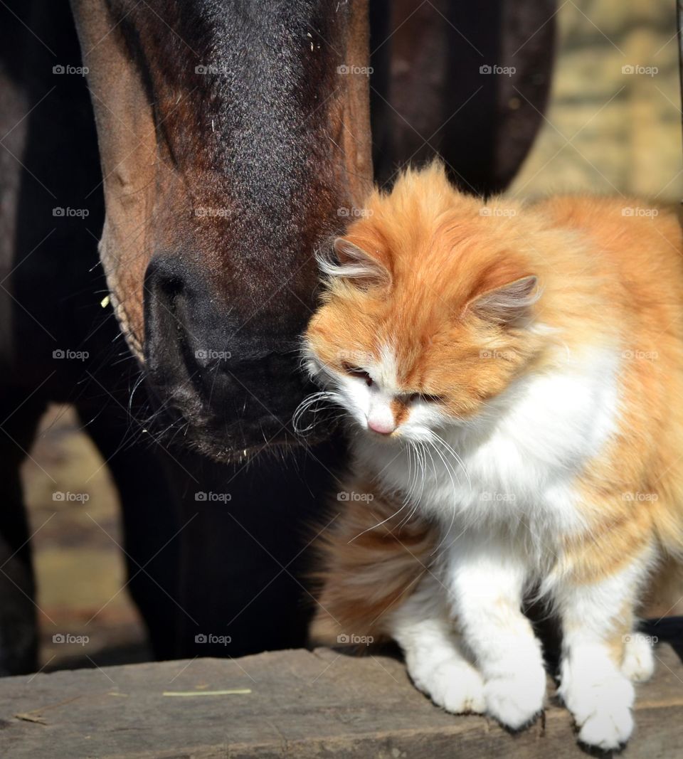 The cat purrs at the soft nose of the horse.