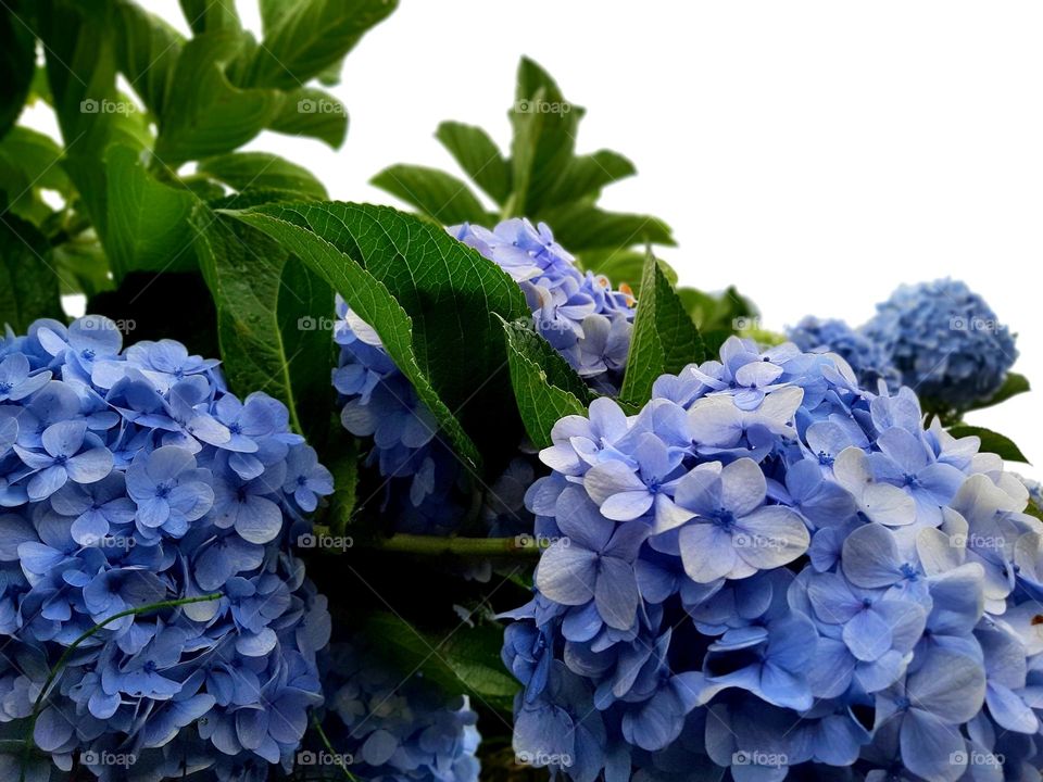 hydrangeas with blue purple