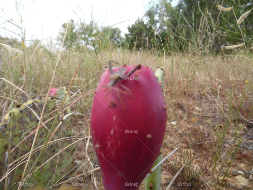 cactus bug 🐛. This is a picture of a small bug on a cactus. 👣 🚶 🏃 🔥 💨