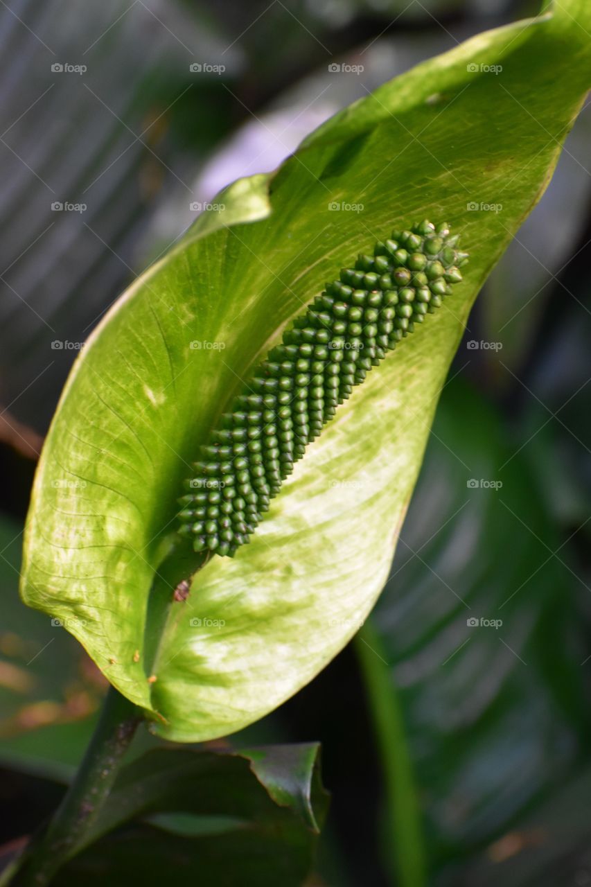 Green anthurium 