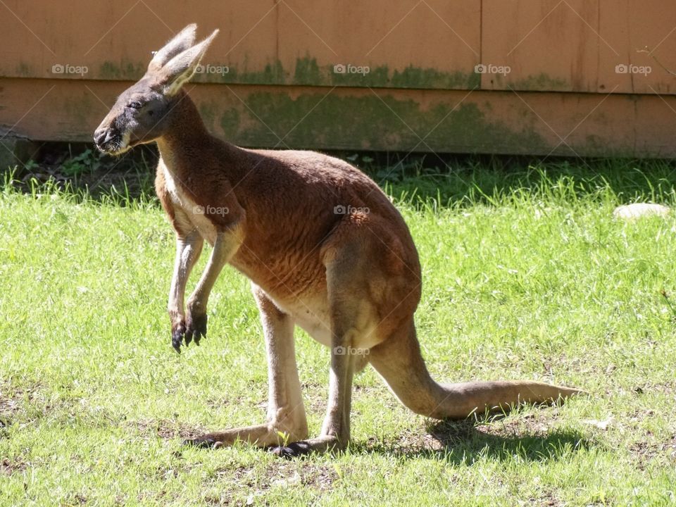 Kangaroo. Zoo