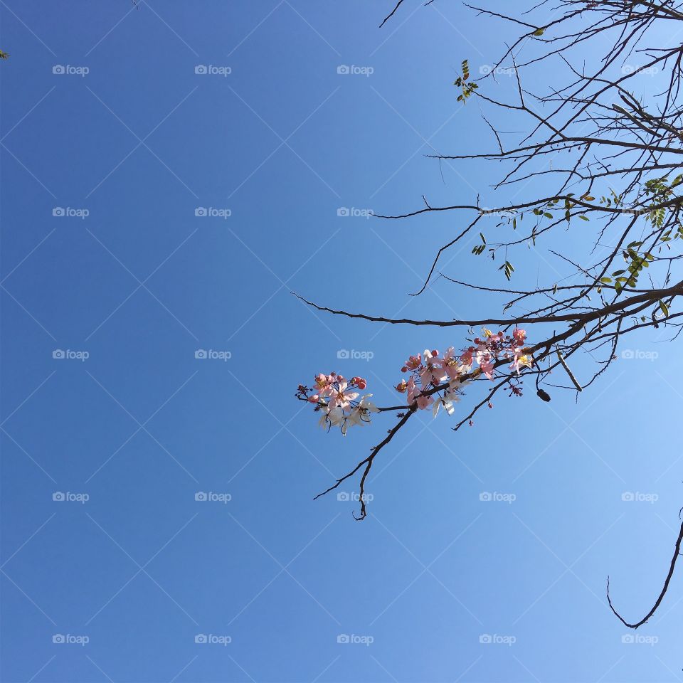 Blue sky and blooming flowers 