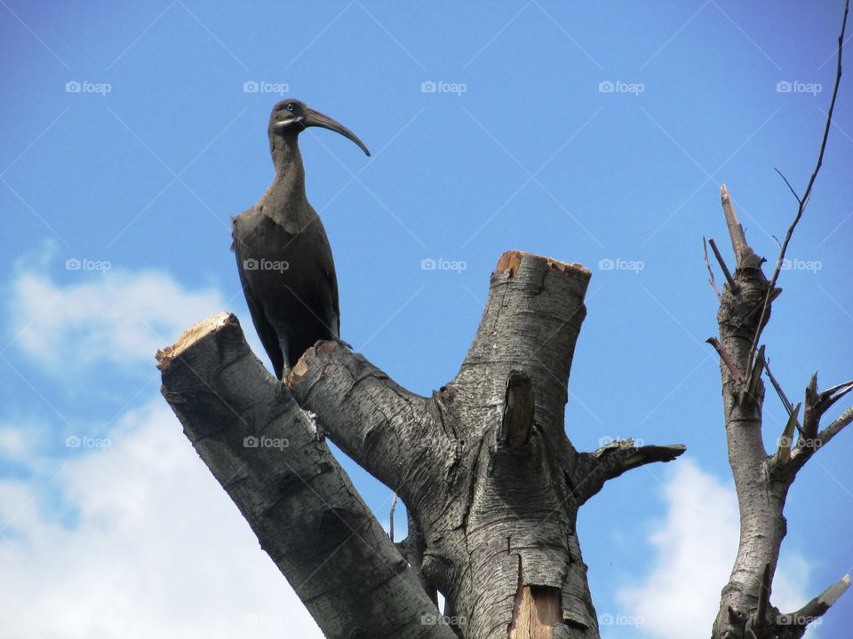 ibis watching