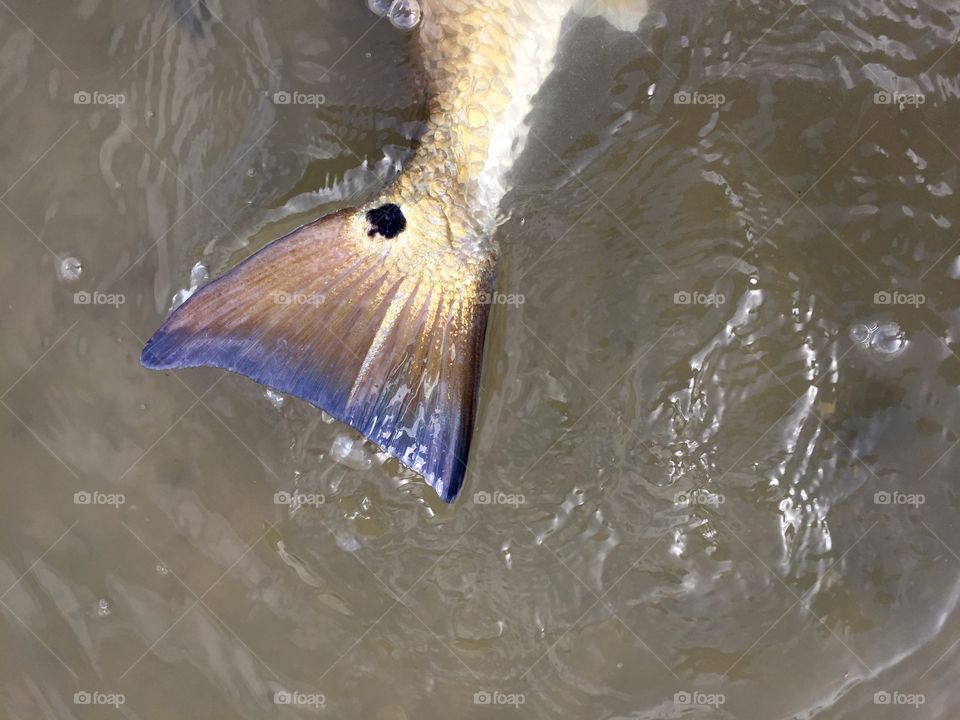 The beautiful colors of a Texas red fish 