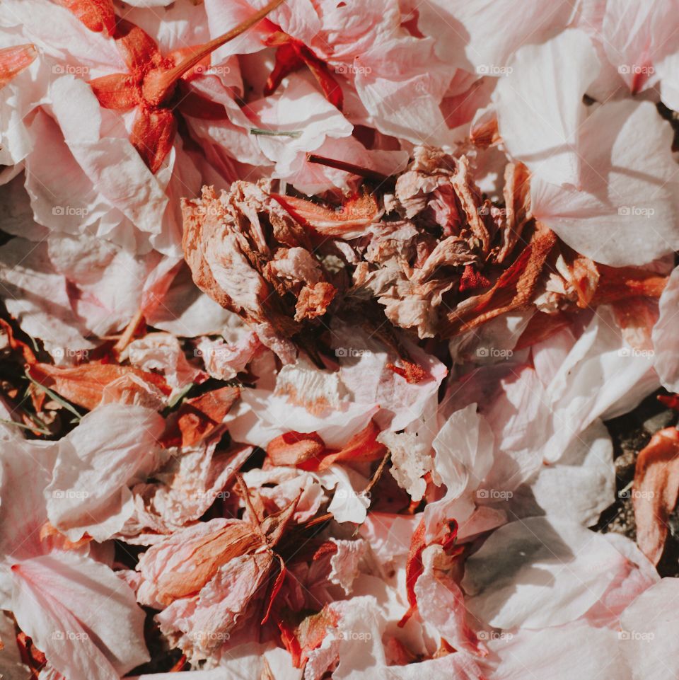close up of pink lovely rose and flower petals on the ground, crumpled yet beautifully arranged 