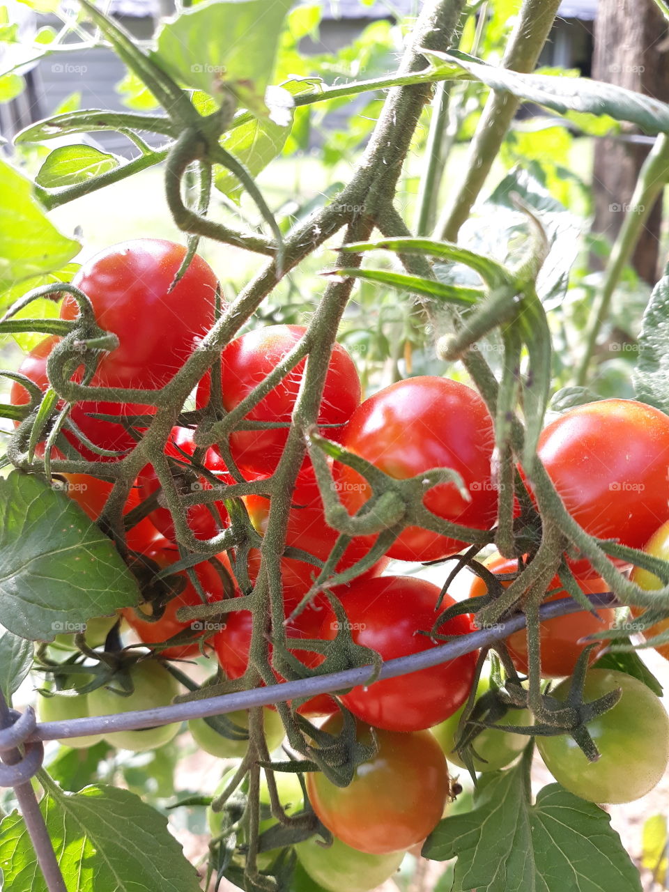 Yes, tomatoes are fruit!