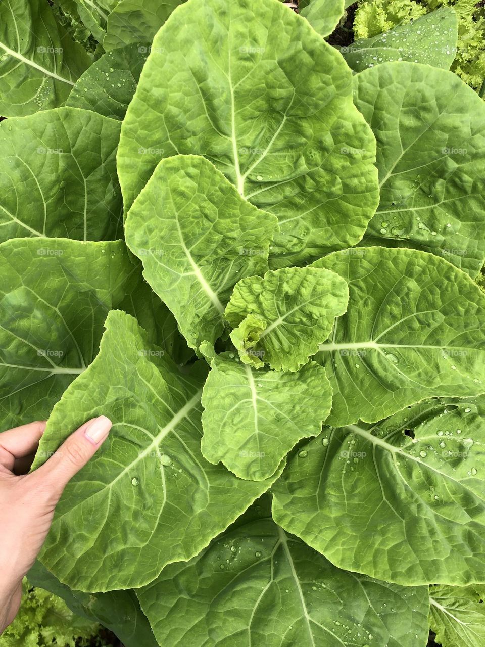 Healthy green vegetable 