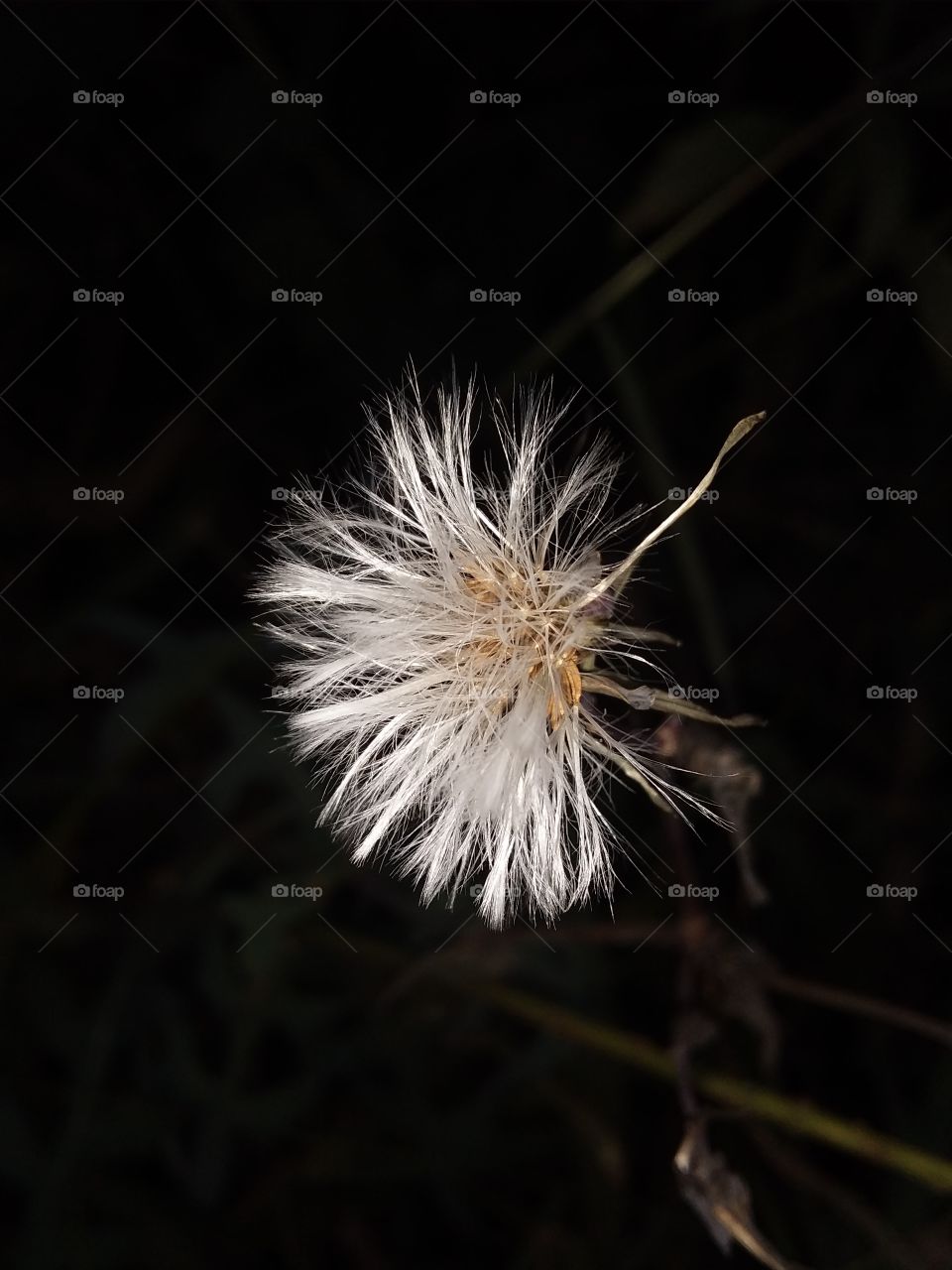 Dandelion