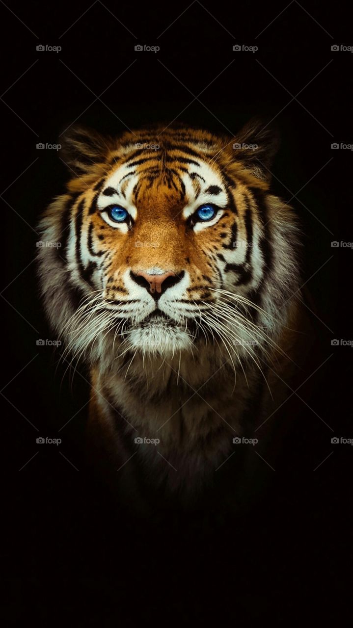 Cat, Tiger, Wildlife, Portrait, Mammal