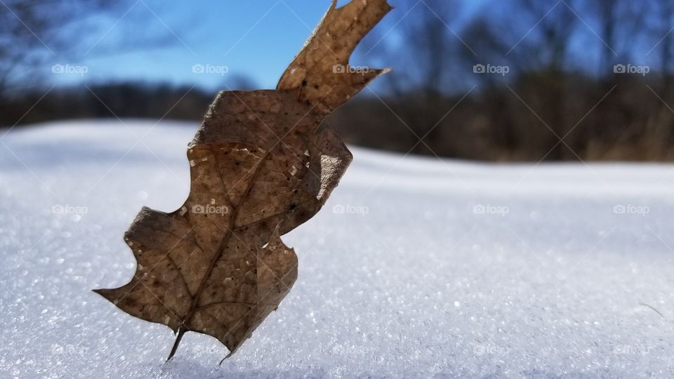 one fall leaf in the middle of winter