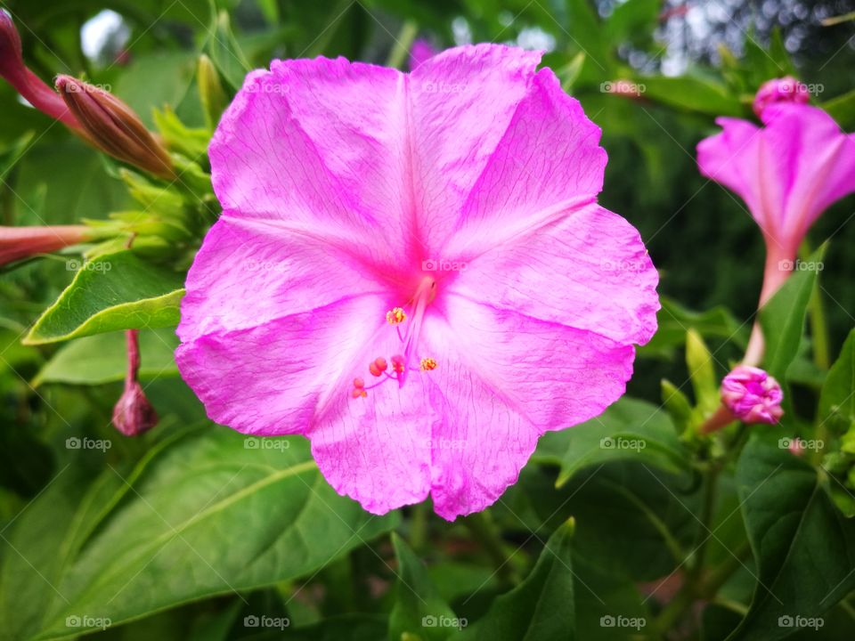 Pink flower
