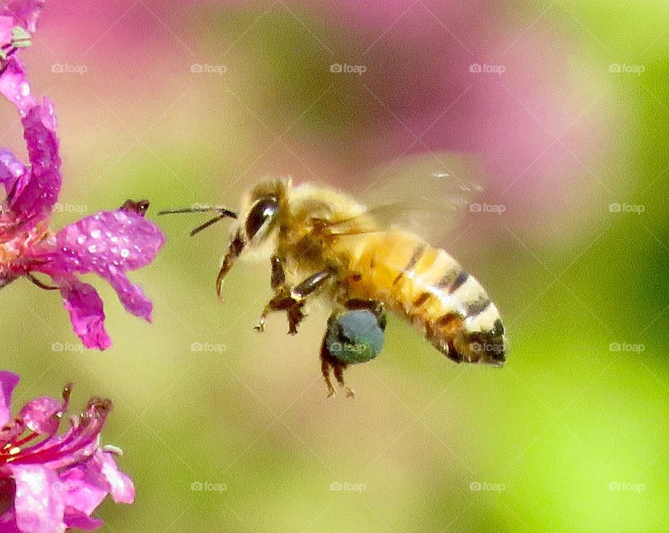 Honeybee inflight 