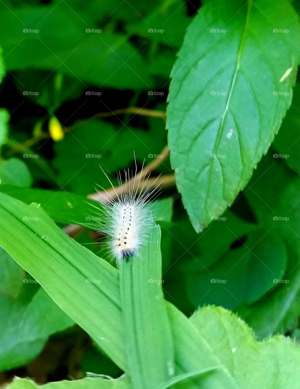 caterpillar walk