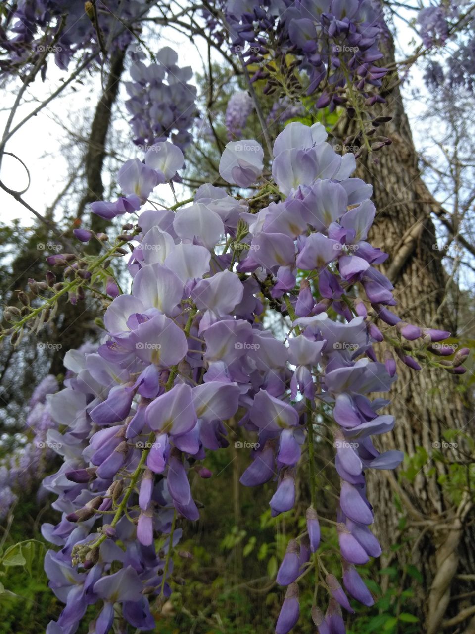 Brand-new wisteria spring blooms vining off of a pine tree in the foothills of North Carolina.