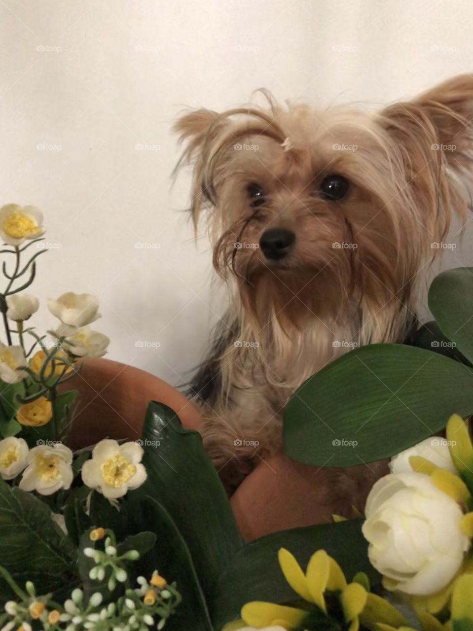 Cachorro Yorkshire Terrier fofo nas flores 