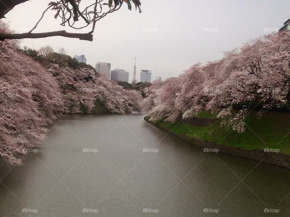 Sakura flowers at kudanshita Japan 