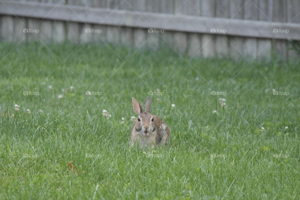Bunny on the backyard 