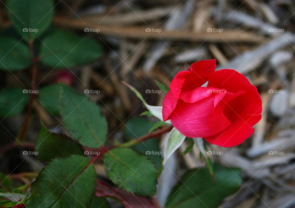 A Single Rose