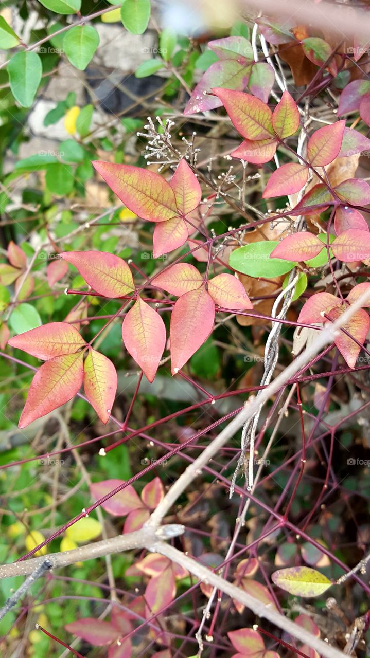 Bright and colorful leaves.