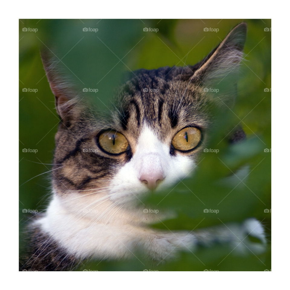 Tabby and white cat peeks out through green leaves