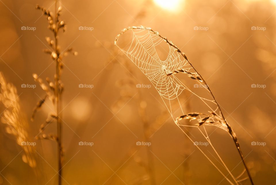 Spiderweb in the golden foggy sunlight.