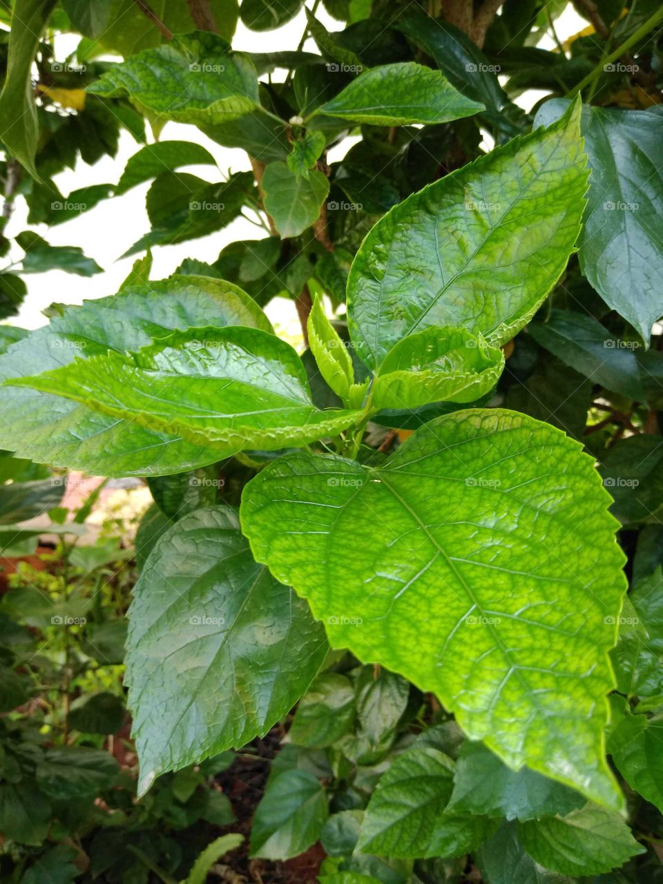 hibiscus plant is sprouting in my garden