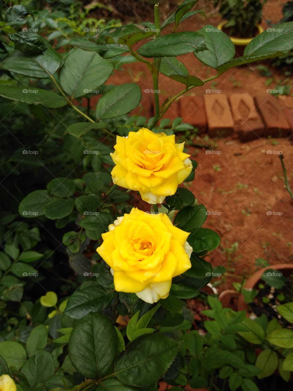 twin yellow roses in my garden