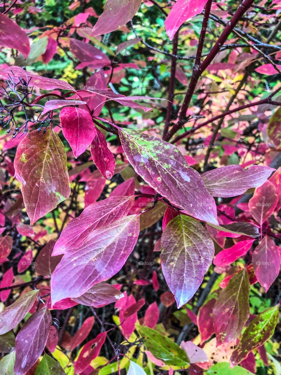 Fall foliage 