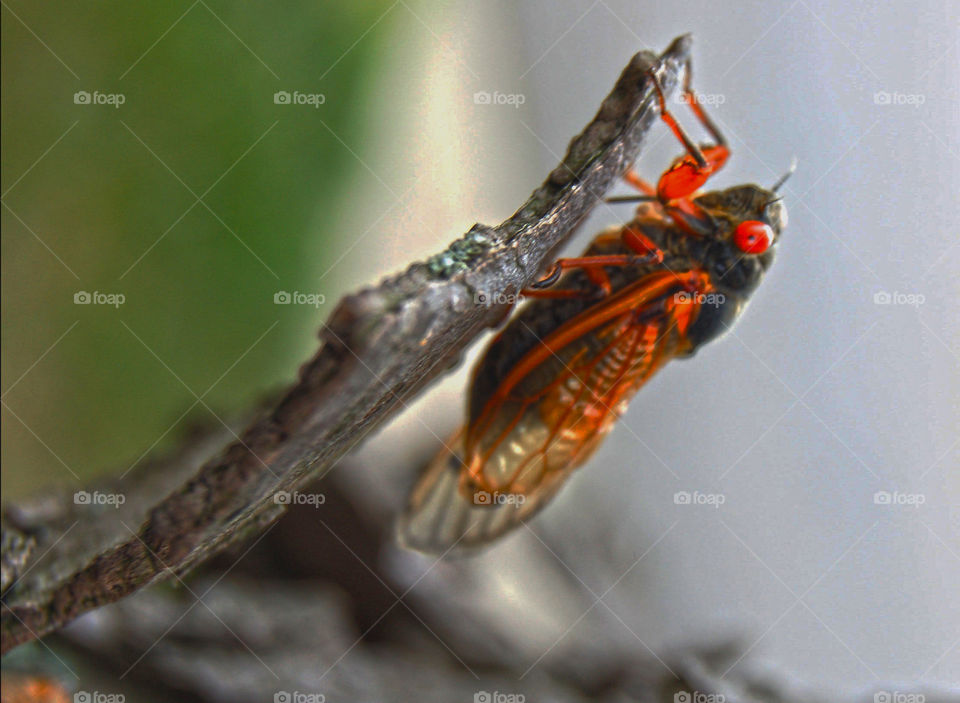 Cicada climbing , holding onto a branch , ugly bug , comes out every 13 or 17 yrs..
