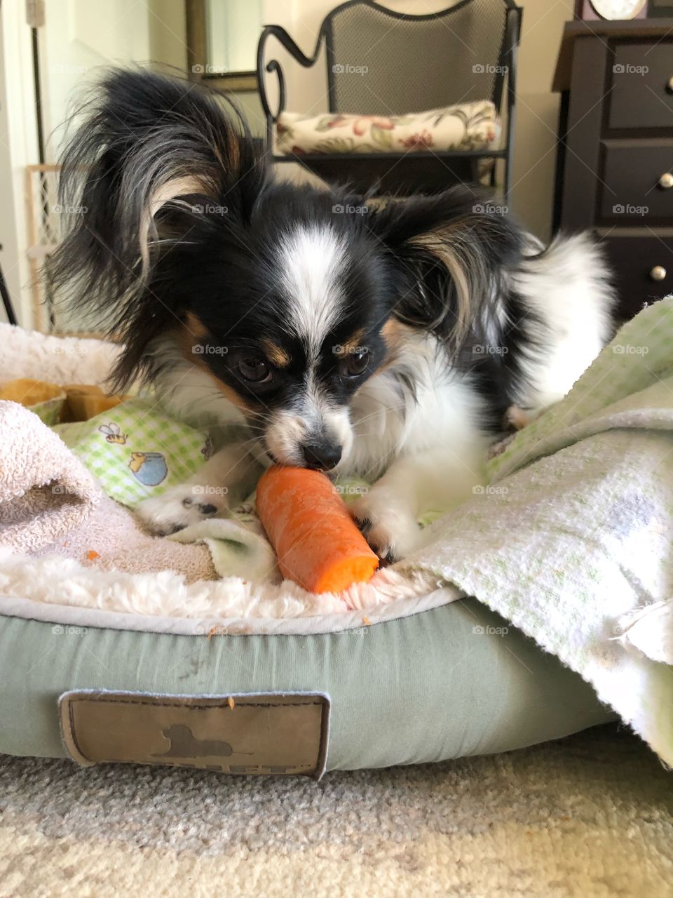 Don’t even think about taking my carrot!! 