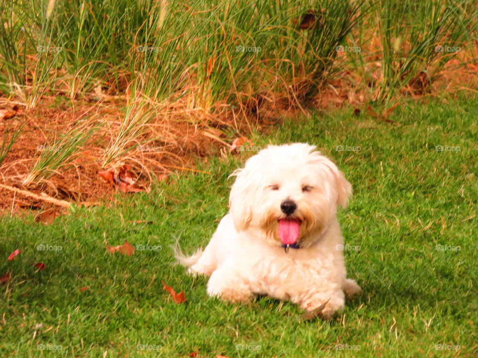 smiling dogs