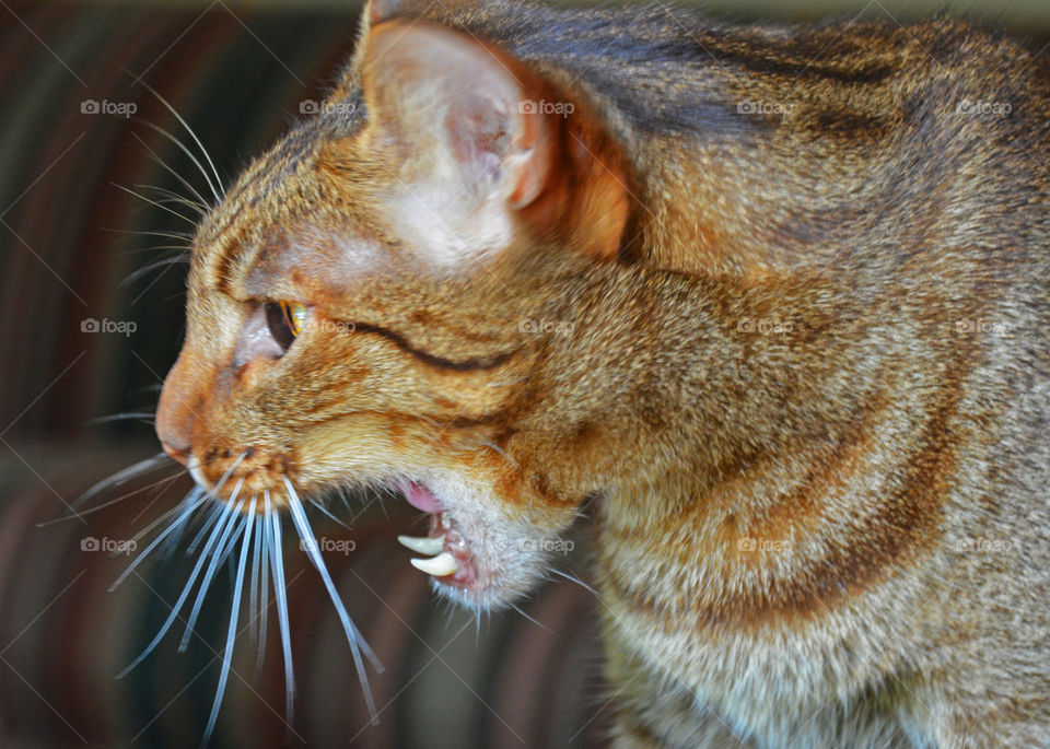 My Nephews cat screaming at me to not take anymore pics 