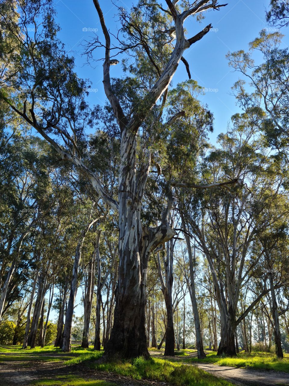 Majestic trees standing tall in their natural environment