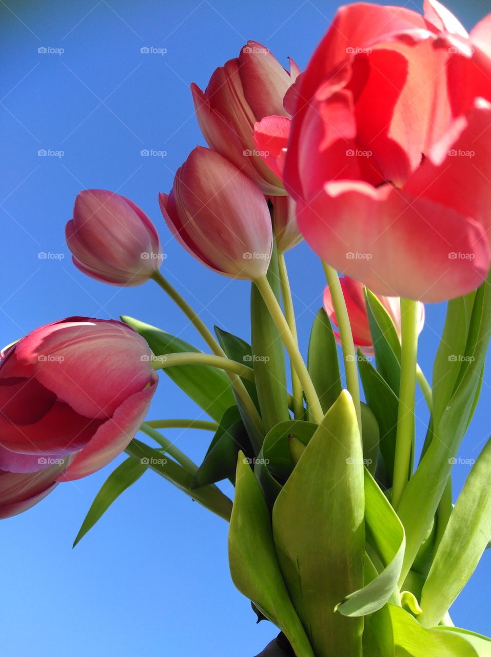 red tulip
rote Tulpen