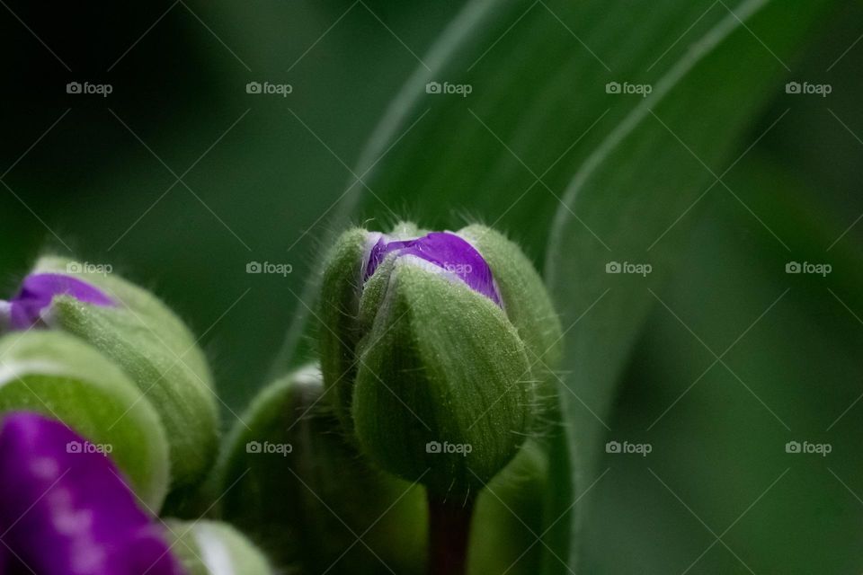 Green natural background with leaves and purple flower buds