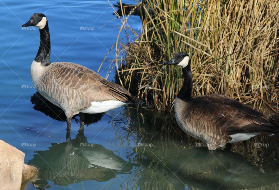 Pair of Canadian Geese in Shallows