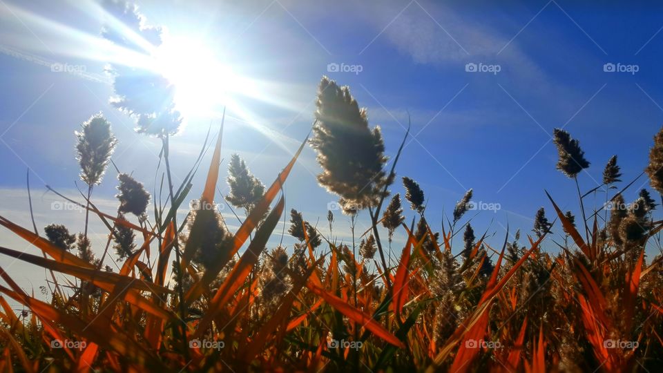 field of golden rays