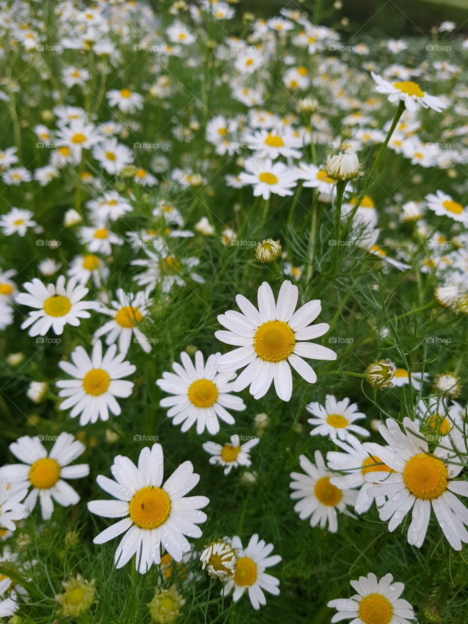 Beautiful daisy flowers in the morning