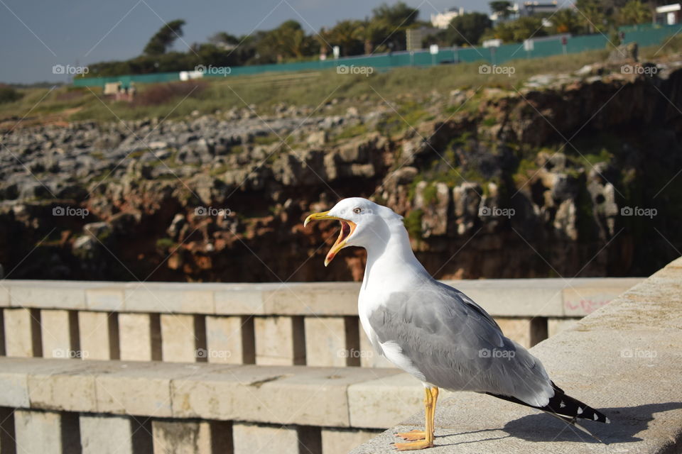 Portrait of a seagull 