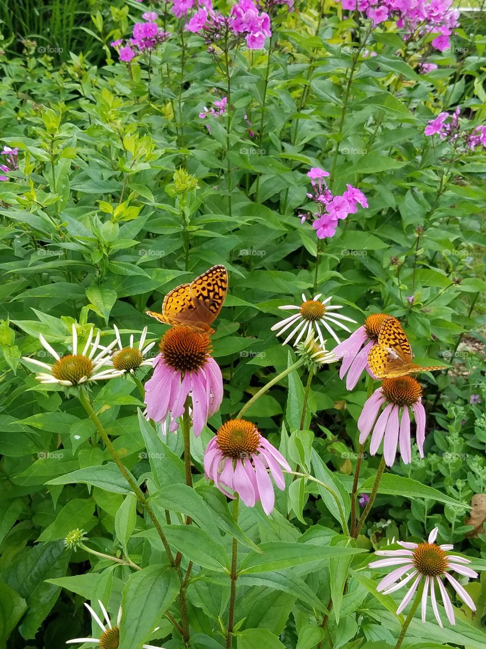 Flowers and butterflies, Maine