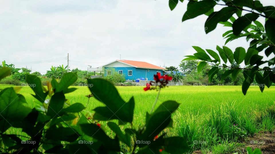 Small house in the rice field