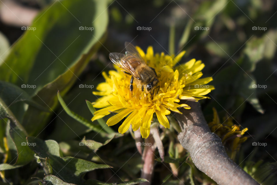 Bee feeding from dandelion